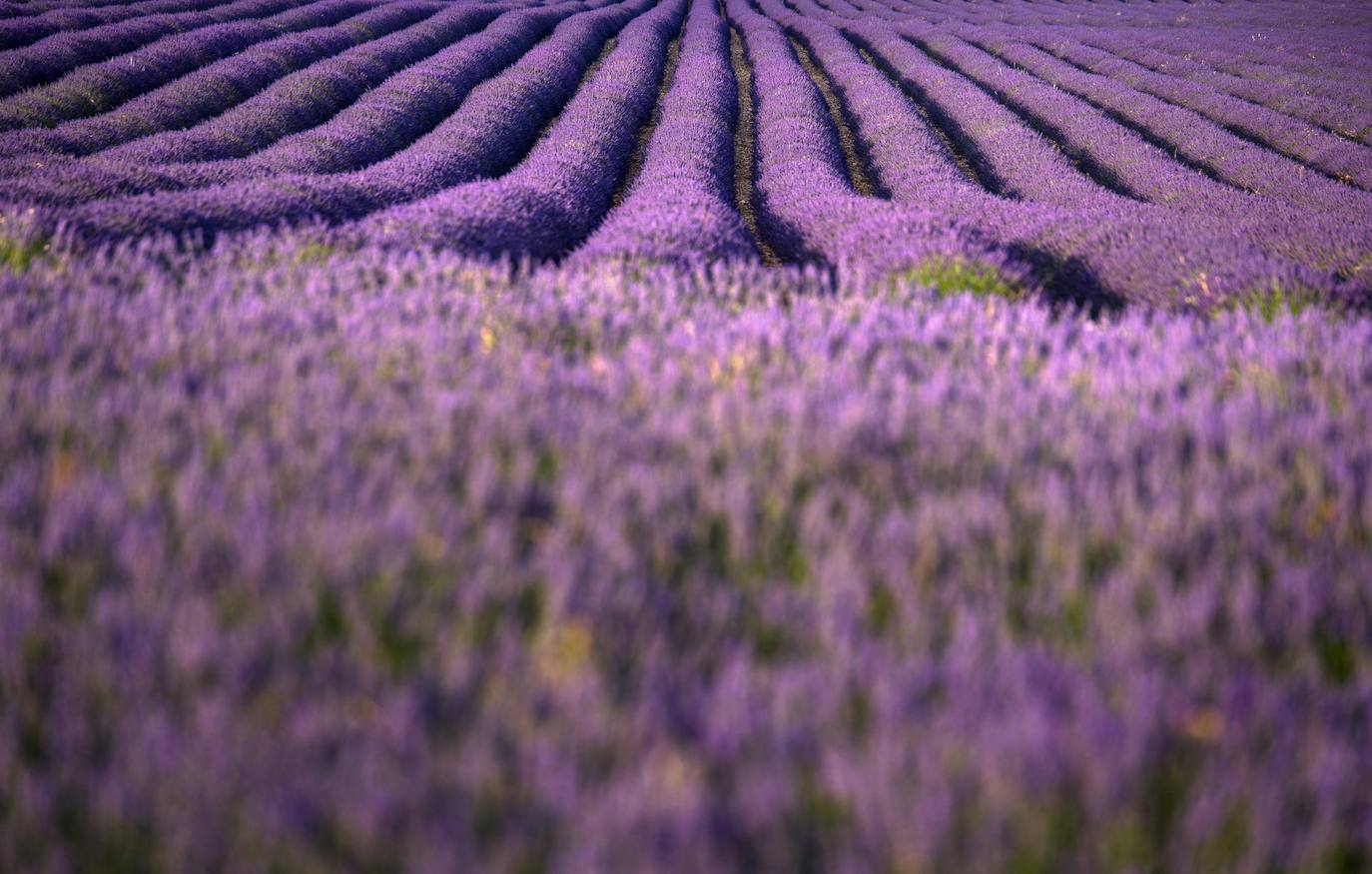 Brihuega: así es el campo de lavanda más espectacular del mundo