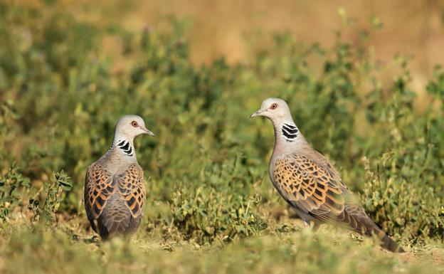 Este es el motivo que impide cazar la tórtola común en Castilla y León