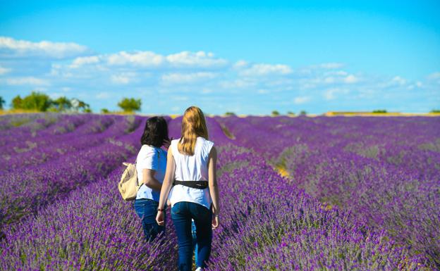 La floración de la lavanda congrega en Tiedra a cientos de visitantes