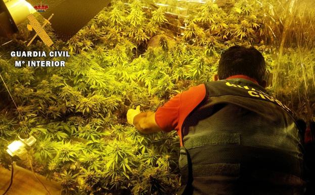 El acusado de poseer el mayor cultivo 'indoor' de marihuana en Palencia asume dos años de cárcel