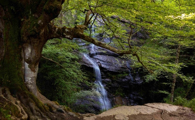 La Comisión Europea aprueba una nueva estrategia para proteger los bosques