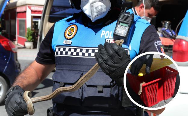 La Policía Local de Palencia captura una culebra dentro de un canalón en la calle