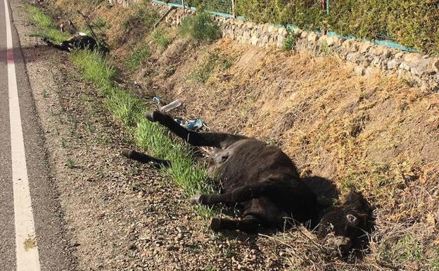 Un todoterreno atropella y mata a dos burros que estaban en la calzada en Villamuriel de Cerrato