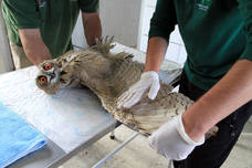 Así funciona el centro de recuperación de animales silvestres de Segovia