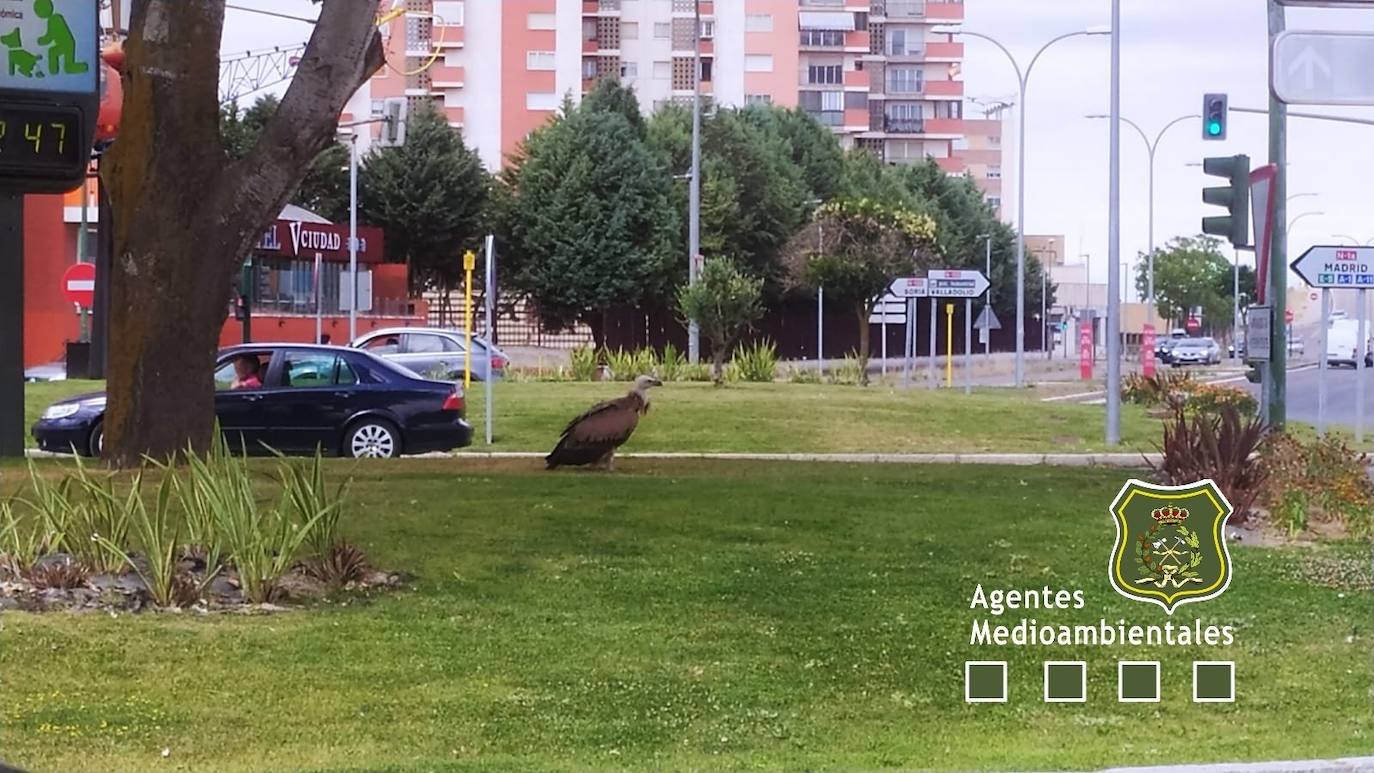 Rescatan a un buitre leonado en el casco urbano de Aranda de Duero