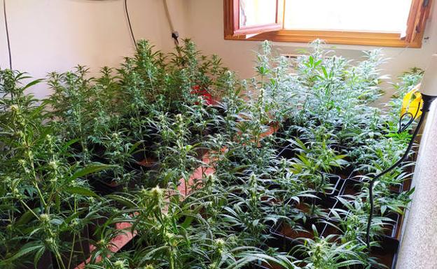 Dos detenidos por una plantación 'indoor' de marihuana con 423 plantas en un chalet de Ávila