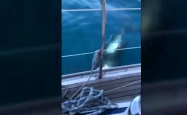 Vídeo: varias orcas embisten a tres embarcaciones en Barbate