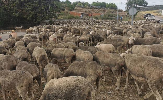 Coag denuncia la muerte de nueve ovejas por un ataque de lobos en la comarca salmantina de Tierra de Ledesma