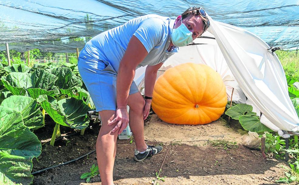 Una calabaza palentina de 330 kilos que aspira a pesar el doble