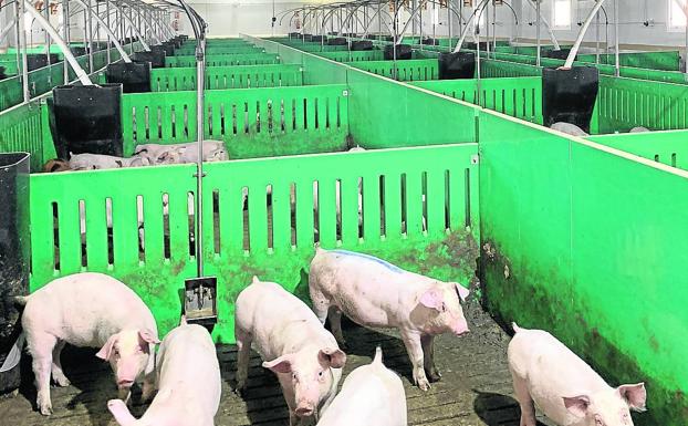 La provincia de Segovia tiene 99 granjas porcinas y la Junta tramita la autorización para otras 19