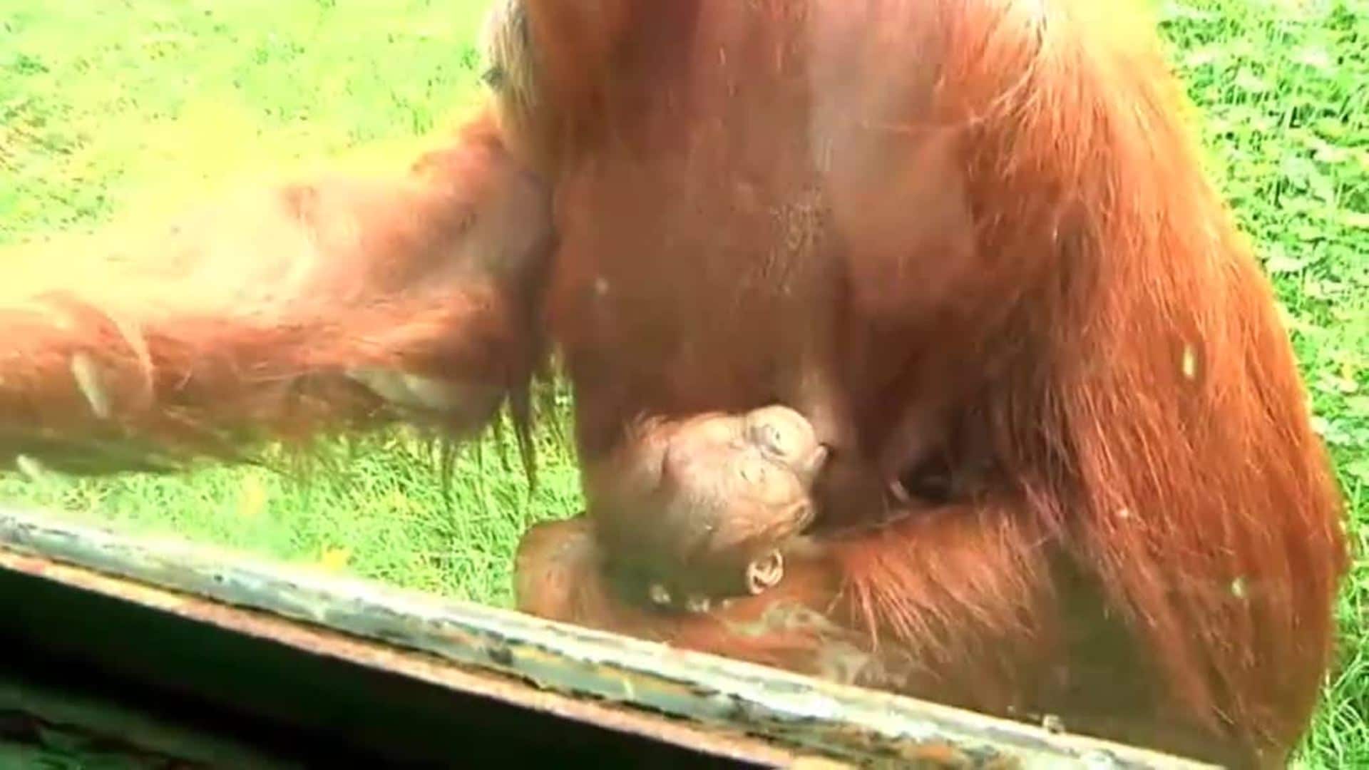 Nace una cría de orangután de Sumatra en el zoo de Santillana del Mar