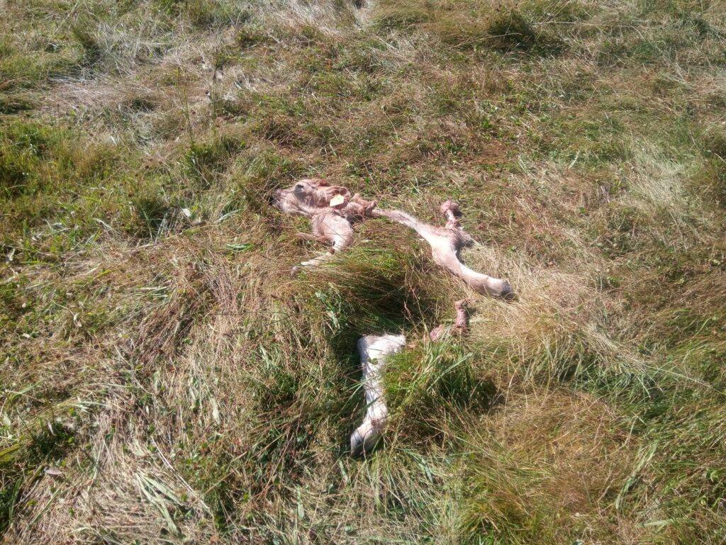 Una ganadería de Valberzoso sufre el ataque de los lobos