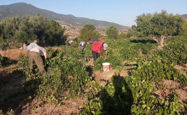 Cebreros arranca la vendimia en Castilla y León con la recogida de la albillo real