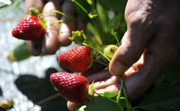 La superficie ecológica crece