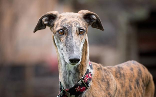 Investigan a una persona en Tagarabuena por maltratar a una galga