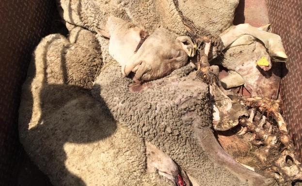 Un nuevo ataque de buitres termina con la muerte de cinco ovejas en Gejo de los Reyes