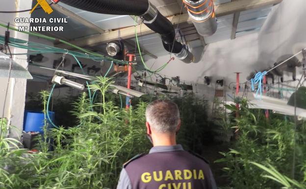 Detienen al morador de la finca donde se localizó el jueves una plantación de marihuana en Ventosa del Río Almar