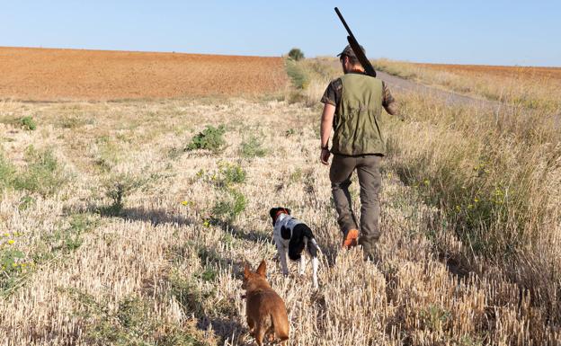 Los cazadores lamentan una jornada «bastante floja» de codorniz