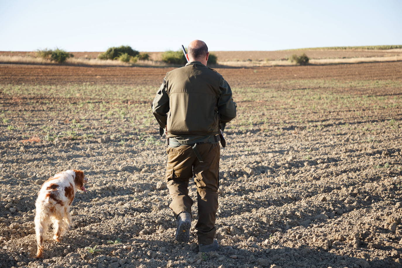 La media veda arranca con perspectivas bajas para los 4.000 cazadores segovianos
