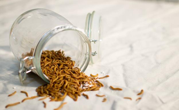 La empresa salmantina Tebrio aplaude la aprobación del uso de proteínas de insectos en los piensos para aves de corral y cerdos