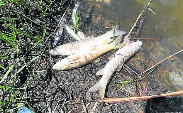 La falta de oxígeno por la sequía, causa de la mortandad de peces en Juarros de Voltoya, en Segovia