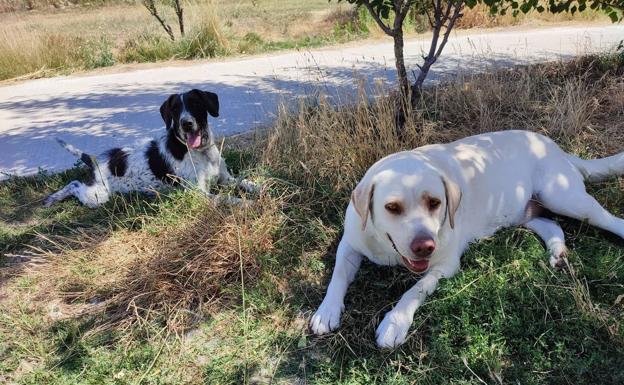 Las protectoras de animales arremeten contra «la pasividad» mostrada por el Ayuntamiento