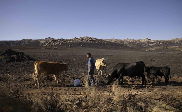 WWF pide que la declaración de zona catastrófica de Navalacruz incluya un plan de restauración integral