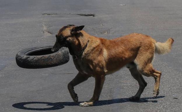 Los perros y los coches