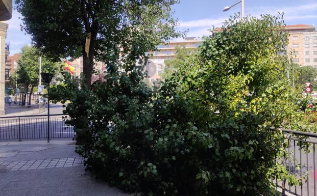 Una gran rama se desprende de un árbol y cae a la acera en esquina de Canalejas con Gran Vía en Salamanca