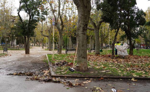 Las hojas secas caídas de los árboles se reutilizarán para aportar nutrientes en parques y jardines de Salamanca