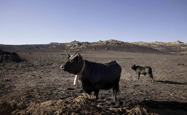 Caja Rural de Salamanca habilita un préstamo «en condiciones excepcionales» para los damnificados por el incendio de Ávila