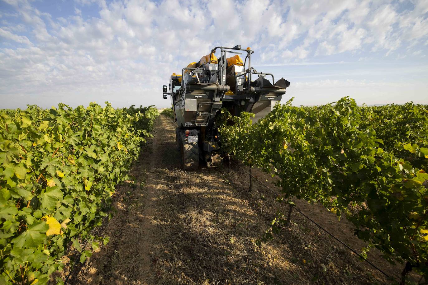 Primera vendimia en la provincia de Valladolid