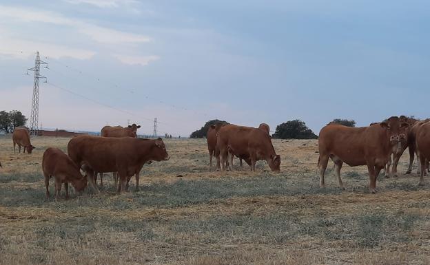 Gobierno y Comunidades profundizan el diseño de los dos ejes de los 'ecoesquemas'