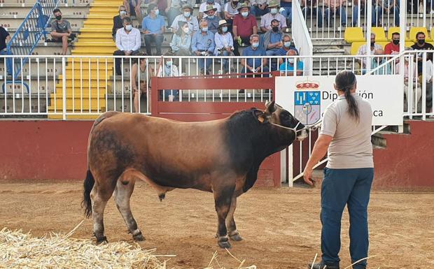 La Subasta Nacional de Ganado Vacuno de Salamanca se convierte en pionera en puja on line en directo