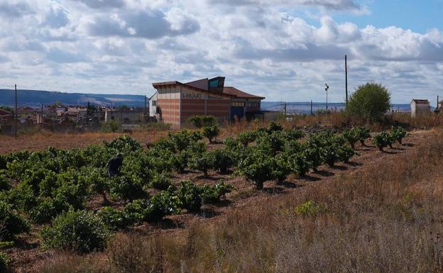 La vendimia arranca en Cigales con «muy buenas» expectativas