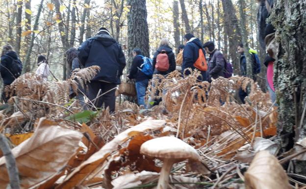 Declarado el primer Parque Micológico de Castilla y León, 'Sierras de Francia, Béjar, Quilamas y El Rebollar'