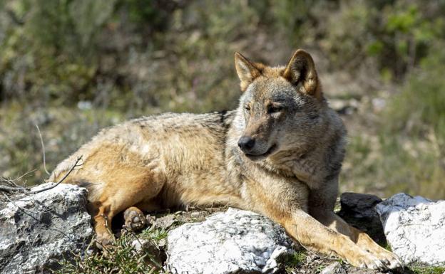 El Gobierno mantiene su idea de prohibir la caza del lobo en España a partir del 25 de septiembre