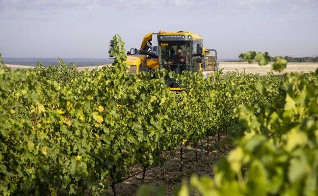 La Junta convocará elecciones en nueve zonas vitivinícolas el próximo 28 de noviembre