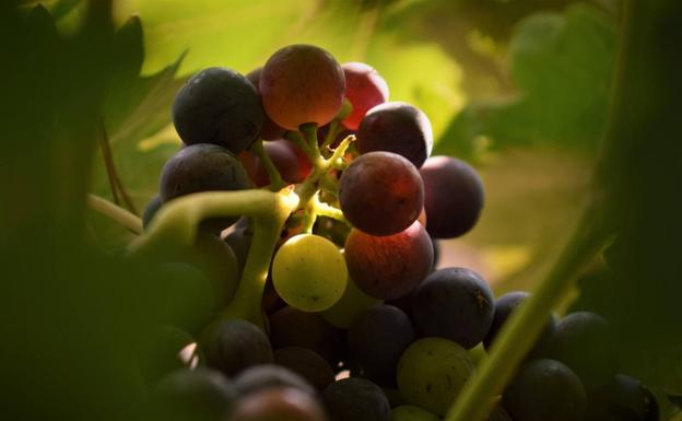 Cigales premia a las mejores fotografías sobre el envero