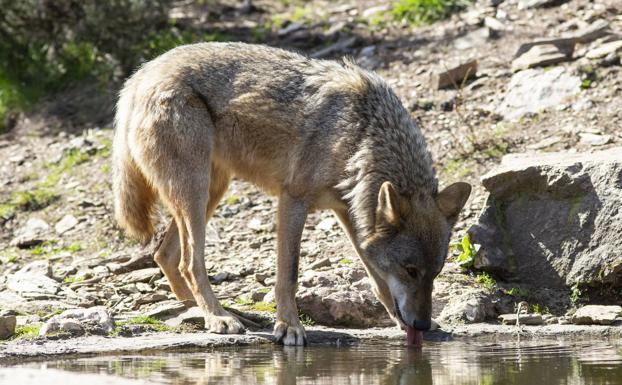 El lobo deja de estar desde hoy en el punto de mira
