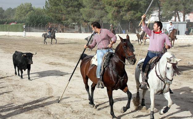 La Junta de Castilla y León tramitará esta semana seis encierros camperos en la provincia de Valladolid
