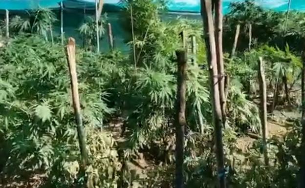 La Policía Local interviene 40 kilos de marihuana en un terreno junto al Cementerio del Carmen de Valladolid