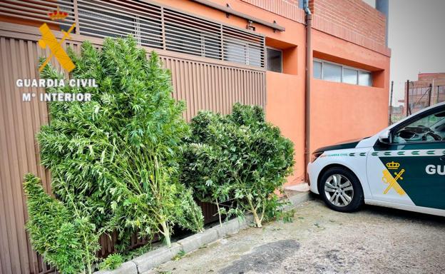 La Guardia Civil de Ciudad Rodrigo desmantela dos plantaciones de marihuana y detiene a sus dueños