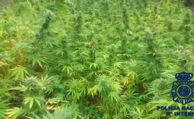 Desmantelan una plantación clandestina de marihuana en el entorno de Aranda