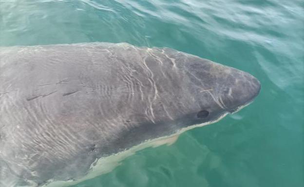 Alerta en la costa gallega: avistan un impresionante tiburón blanco de cinco metros