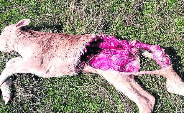 UPA denuncia otro ataque de lobos a una ganadería en el norte de Palencia