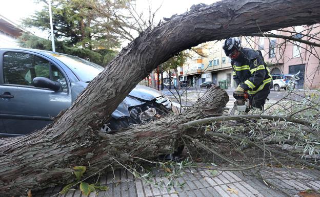 Los bomberos retiran un árbol caído sobre un turismo en Valladolid