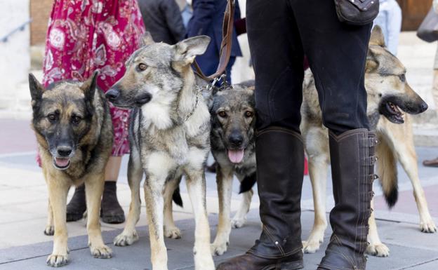 Un hombre acude con tres lobos a la misa del patrón de los veterinarios en Valladolid