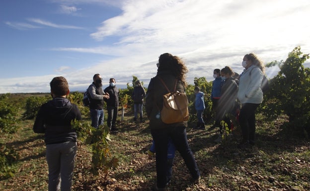 Cigales abre la vendimia a la familia
