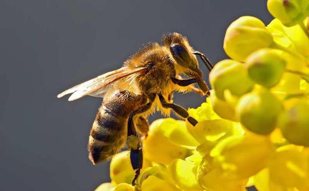 Los bomberos de Soria retiran un enjambre con 30.000 abejas en un instituto